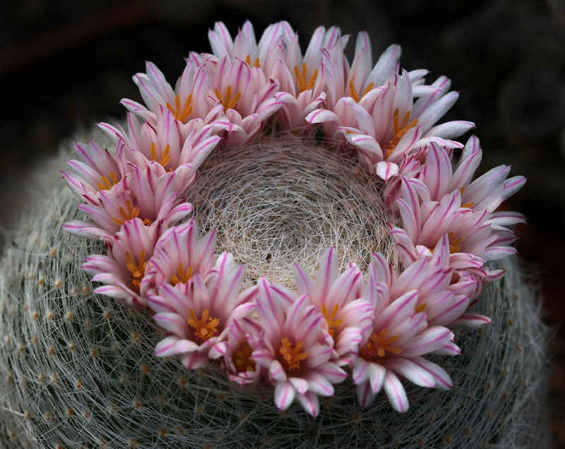 Mammillaria lenta